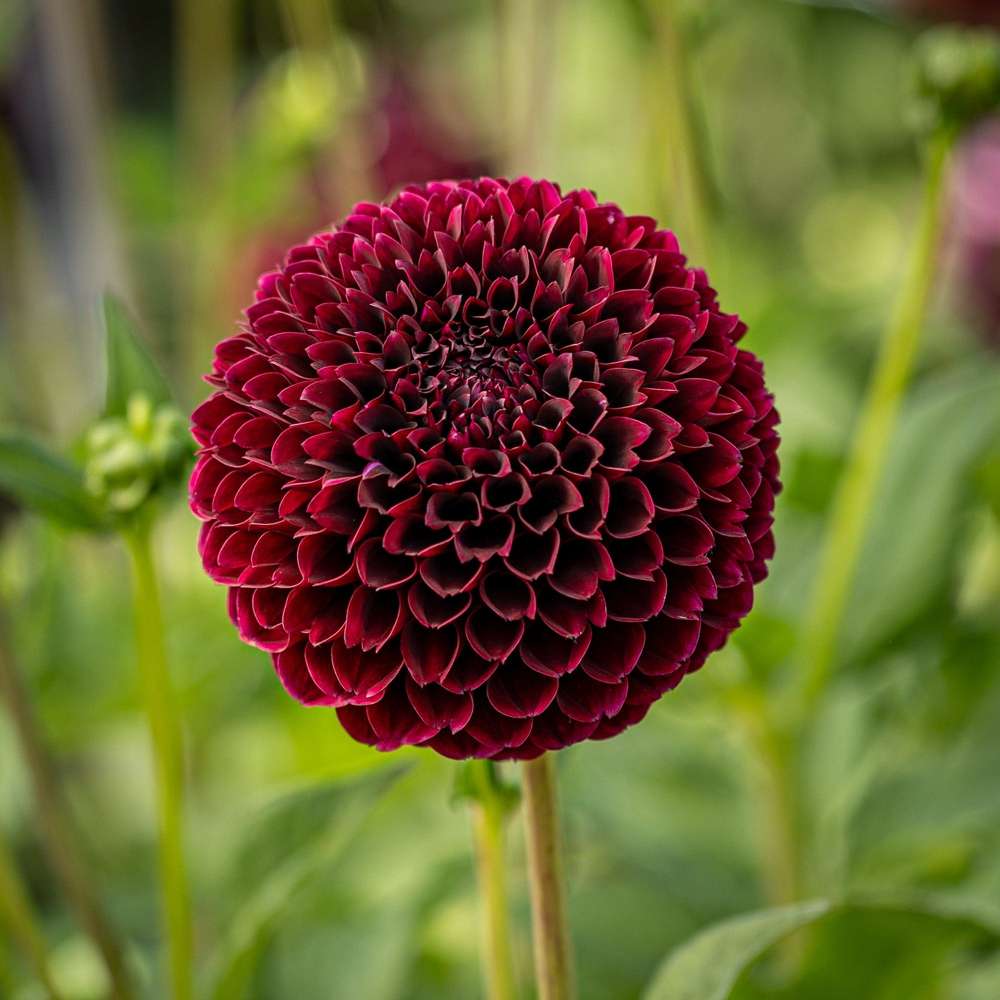 Dahlia 'Jowey Mirella'